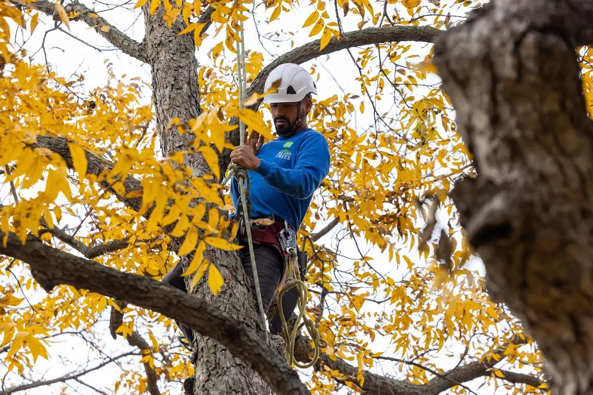 Skilled Tree Pruning crew working in Union Springs