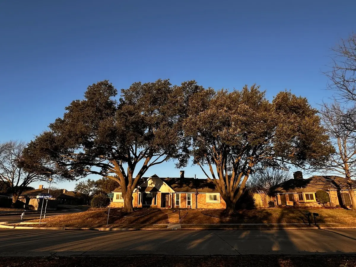 Established residential canopy tree shading a home in Union Springs